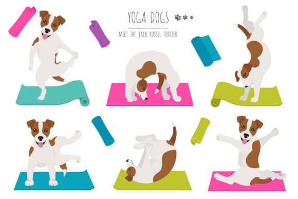 Jack Russel Terrier Yoga: A Playful Blend of Fitness and Fun