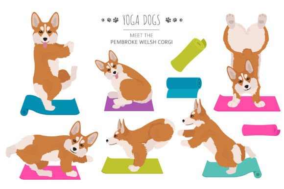 Pembroke Welsh Corgi Yoga: A Playful Fusion of Fitness and Fun