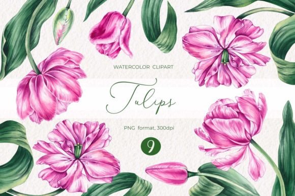 Watercolor Tulips Clipart PNG for Creative Projects
